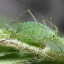 Blue alfalfa apid on a plant 