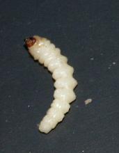 Larvae have tapered abdominal segments