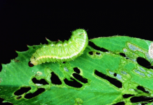 Weevil larva