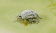Cabbage aphid close up