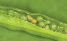 Seedpod weevil larvae