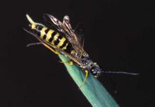 Female wheat stem sawfly