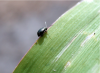Corn Flea Beetle on Corn