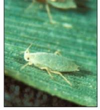 russian wheat aphid