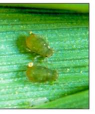 bird cherry oat aphid