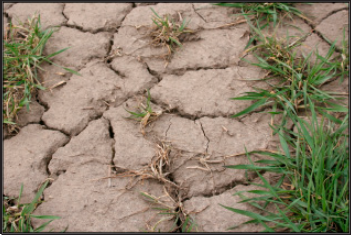 Plant crowns and roots are pushed above the surface due to soil freezing and thawing