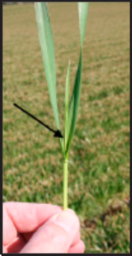 A chlorotic leaf whorl indicates freeze damage to the growing point. There may be no other apparent damage