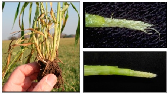 New tillers develop after freeze damage to older tillers