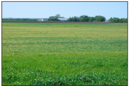 Freeze damage is most pronounced in the low areas of the field, near the center of the photo