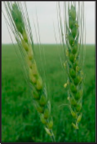 A wheat head suffering from freeze injury as compared to a healthy one at right