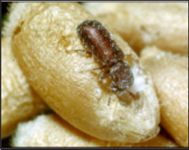 the lesser grain borer