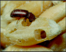 Damage to kernels caused by the lesser grain borer’s feeding habit