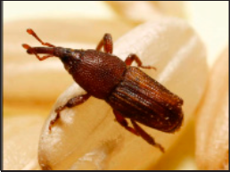 the rice weevil