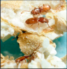 the rusty grain borer