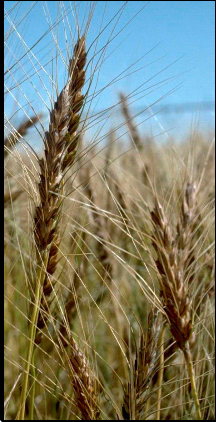 Healthy wheat crop.
