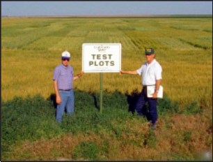 Colorado State University has many winter wheat variety testing sites across Colorado.