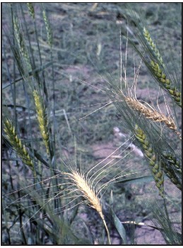 Freeze damaged wheat heads.