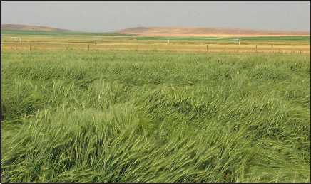 Lodging of wheat.