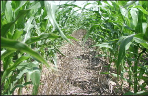 Corn growing in winter wheat stubble in a diversified cropping system.