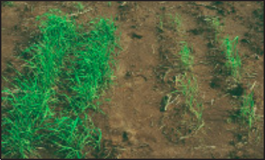 Thickened and shortened nodes caused by aluminum toxicity.