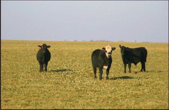 Wheat producers in the southern Great Plains diversify income by grazing dual-purpose wheat fields with stocker cattle from mid-No- vember until early March.