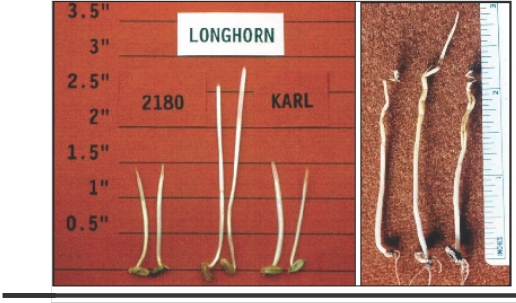 Coleoptile length varies by variety and soil temperature. Notice the accordion­like effect on wheat leaves that emerge below the soil surface.