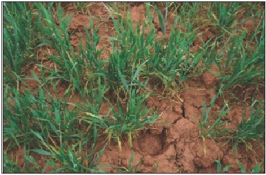 compaction and plant damage from hoof traffic