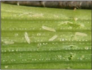 the wheat curl mite