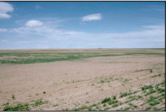 field damage from cutworm