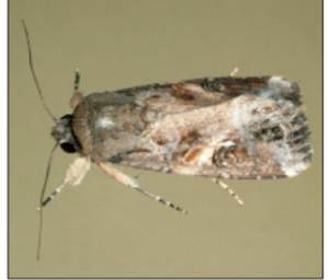 adult fall armyworm