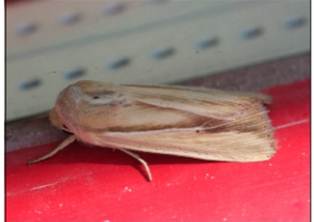 adult wheat head armyworm moth