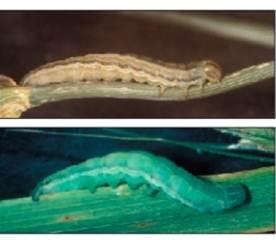 wheat head armyworm larvae