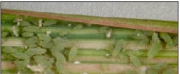 leaf damage caused by Russian wheat aphid