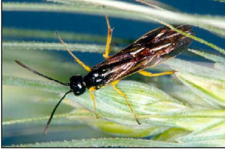 wheat stem sawfly