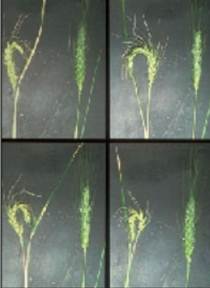 Russian wheat aphid feeding can cause head damage