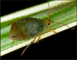 Bird-cherry oat aphid