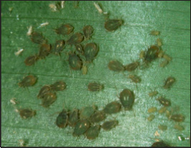 Bird-cherry oat pahid population