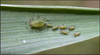 adult English grain aphid and nymphs