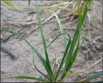 Wheat curl mite feeding damage on leaves