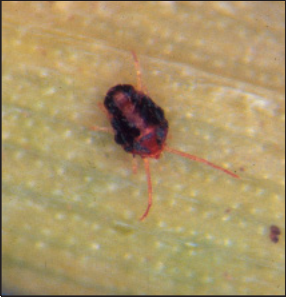 Brown wheat mite