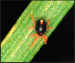 Winter grain mite