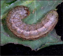 army cutworm larva