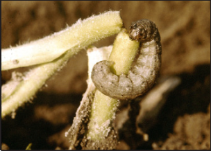 stand loss to army cutworm feeding