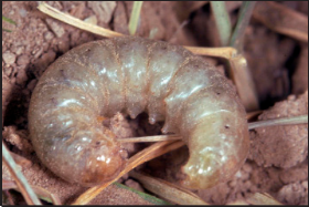 Pale western cutworm larva