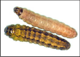 army cutworm as compared to pale western cutworm