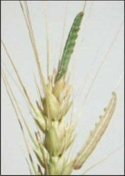 wheat head armyworm larvae feeding on wheat head