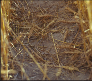 grasshopper feeding causes heads to fall to the ground