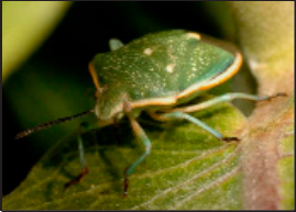 say stink bug