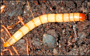 wireworm larva