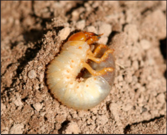 white grub